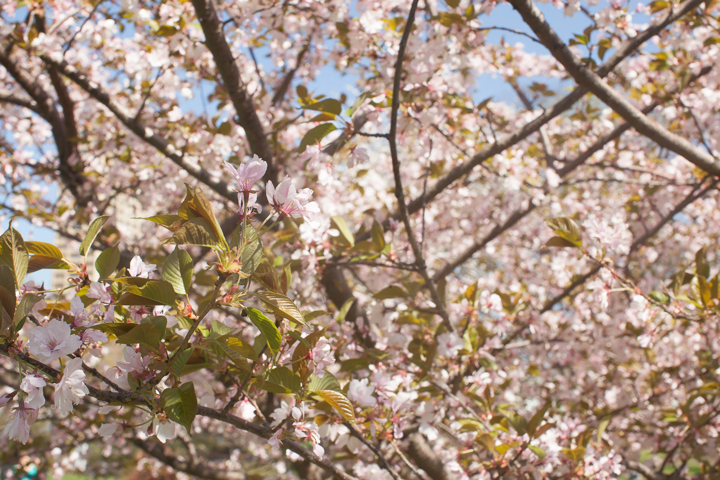 f/13, 1/200, ISO 400