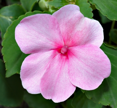 impatiens