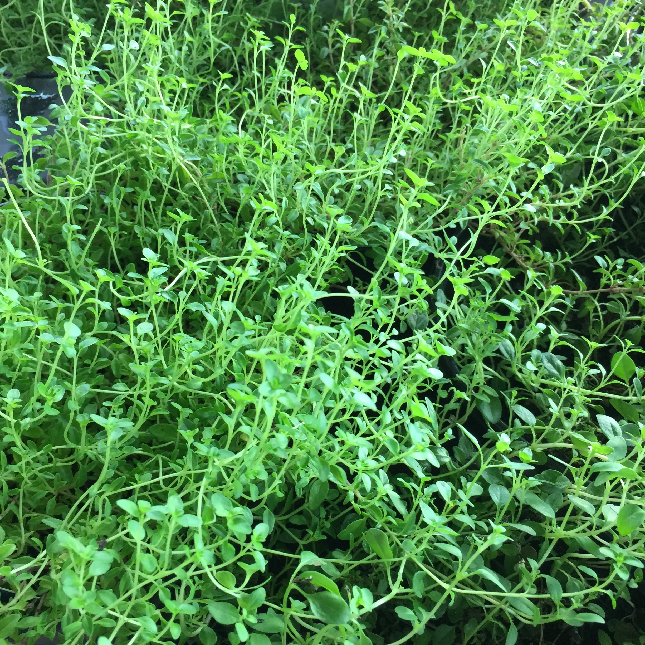 THYME in the herb garden