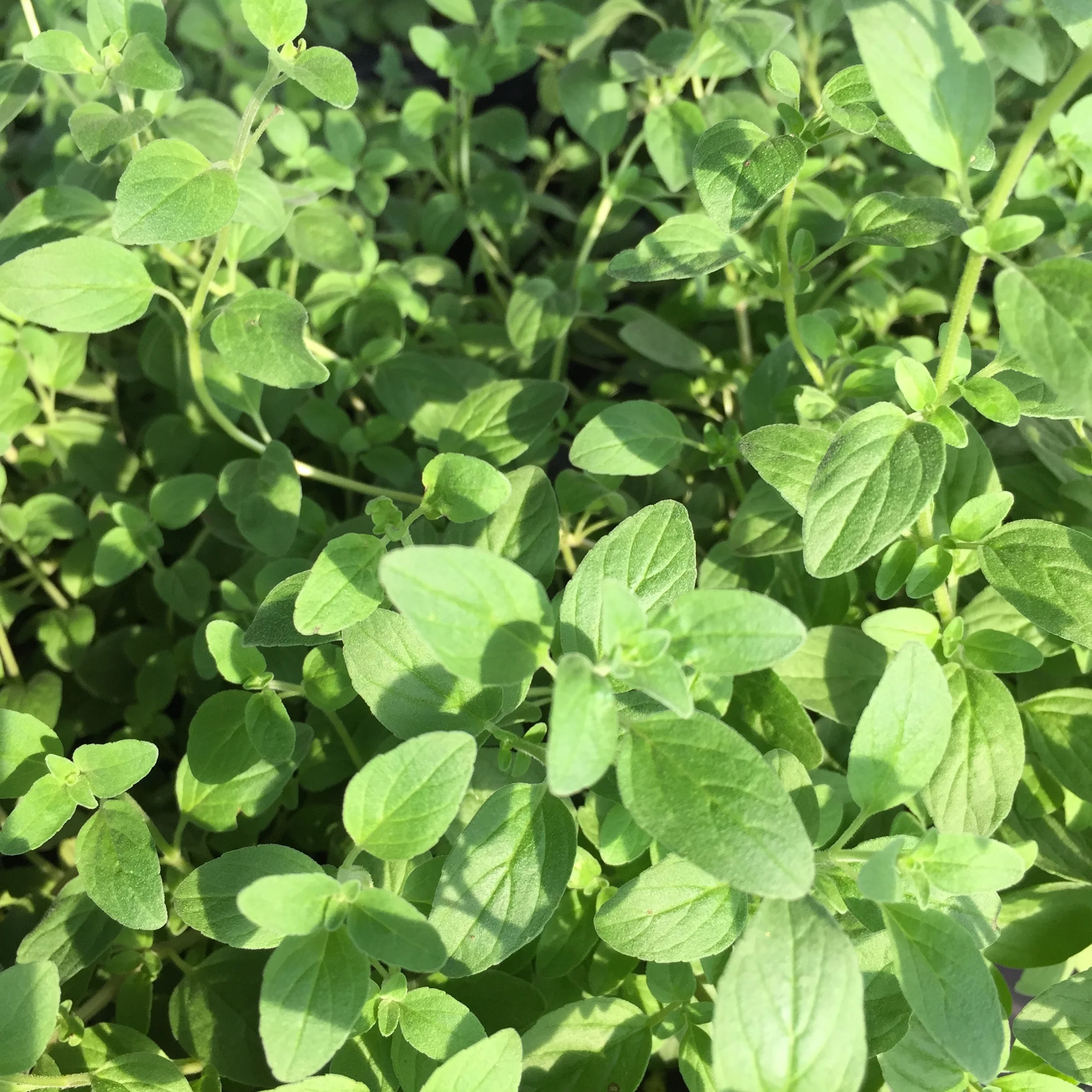 preventions and cures at home