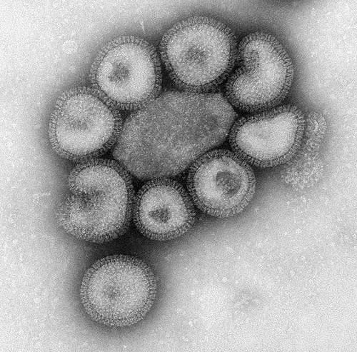 INFLUENZA VIRUS