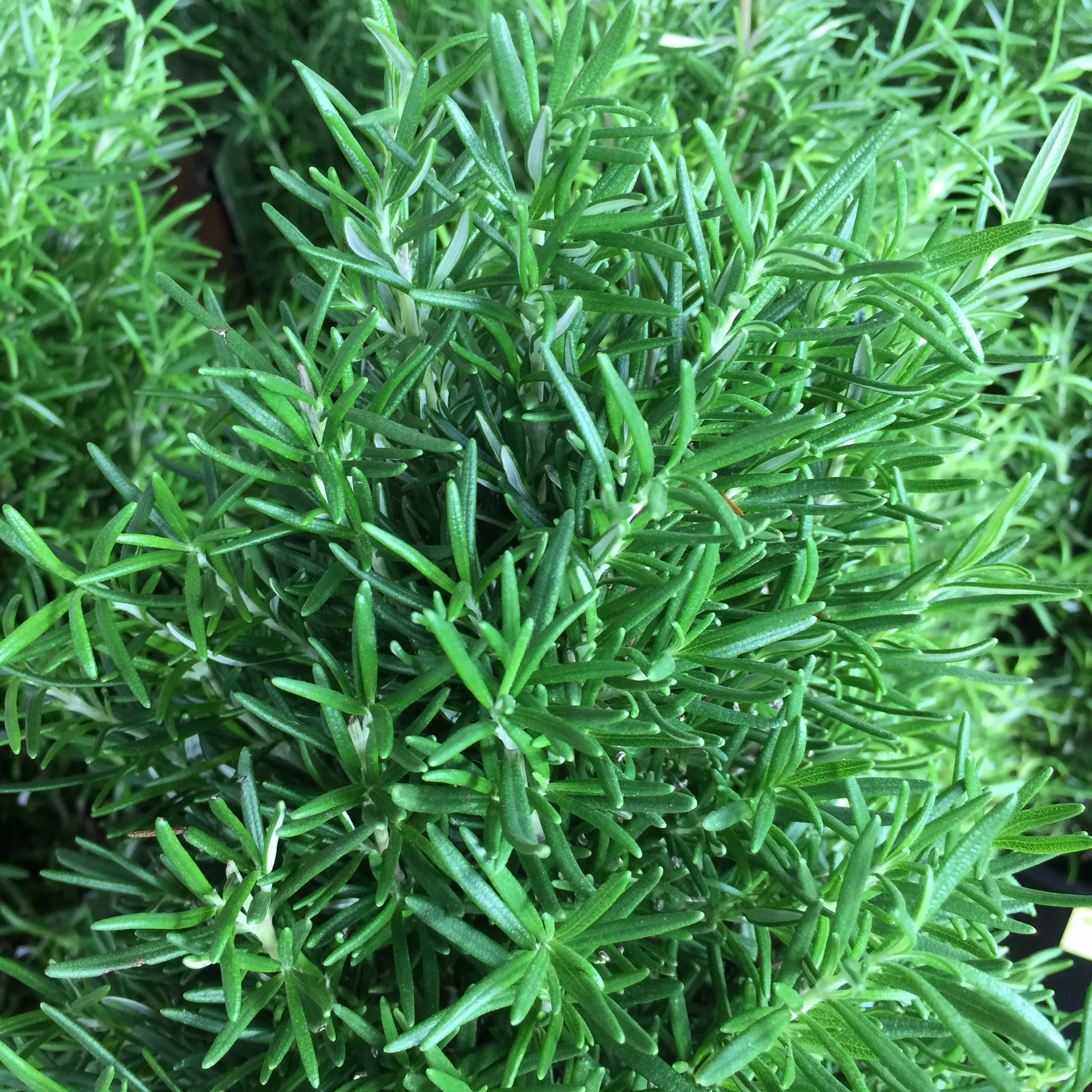 ROSEMARY GROWING IN THE GARDEN