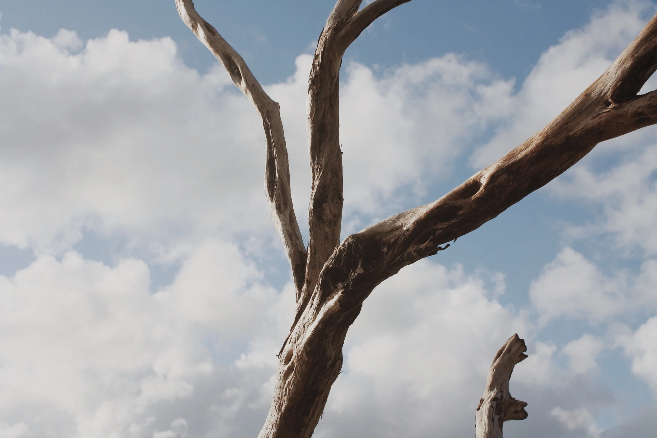 Bark