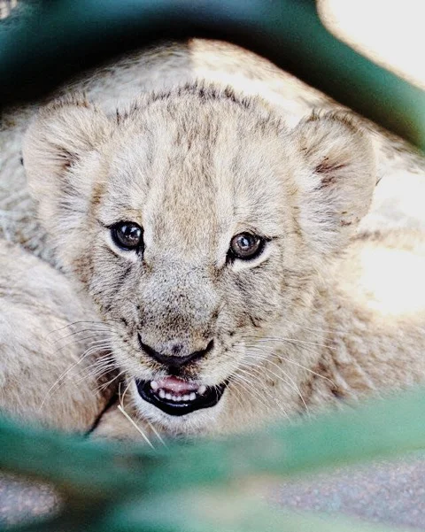 Cub