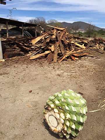 lone pinon.png
