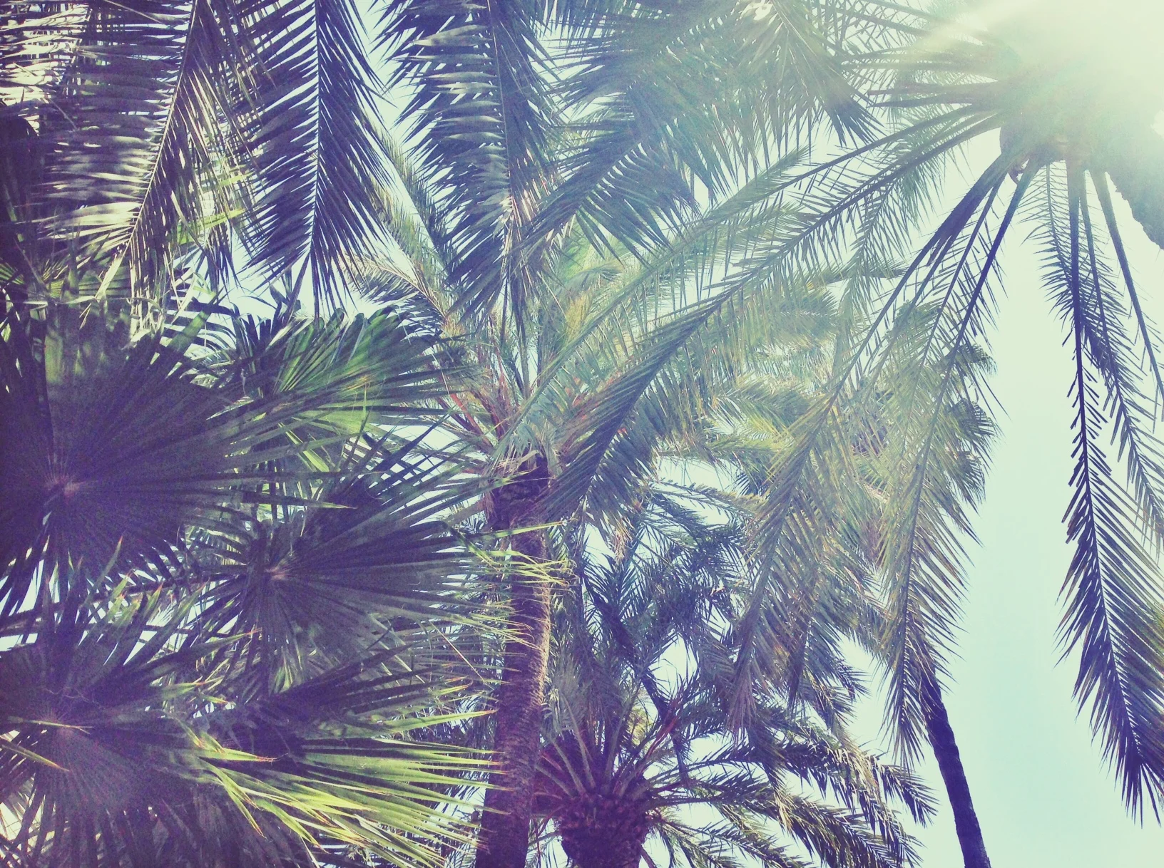 Palm Trees.jpg