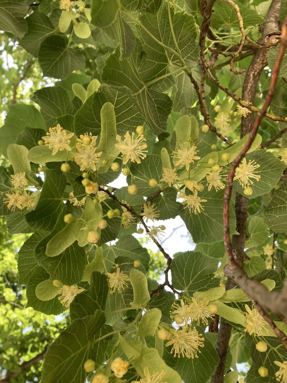 LINDEN