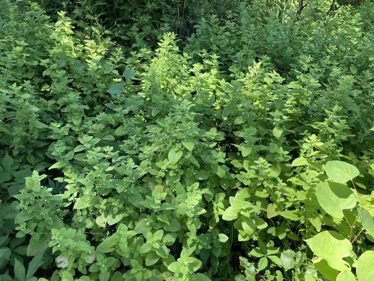 LEMON BALM