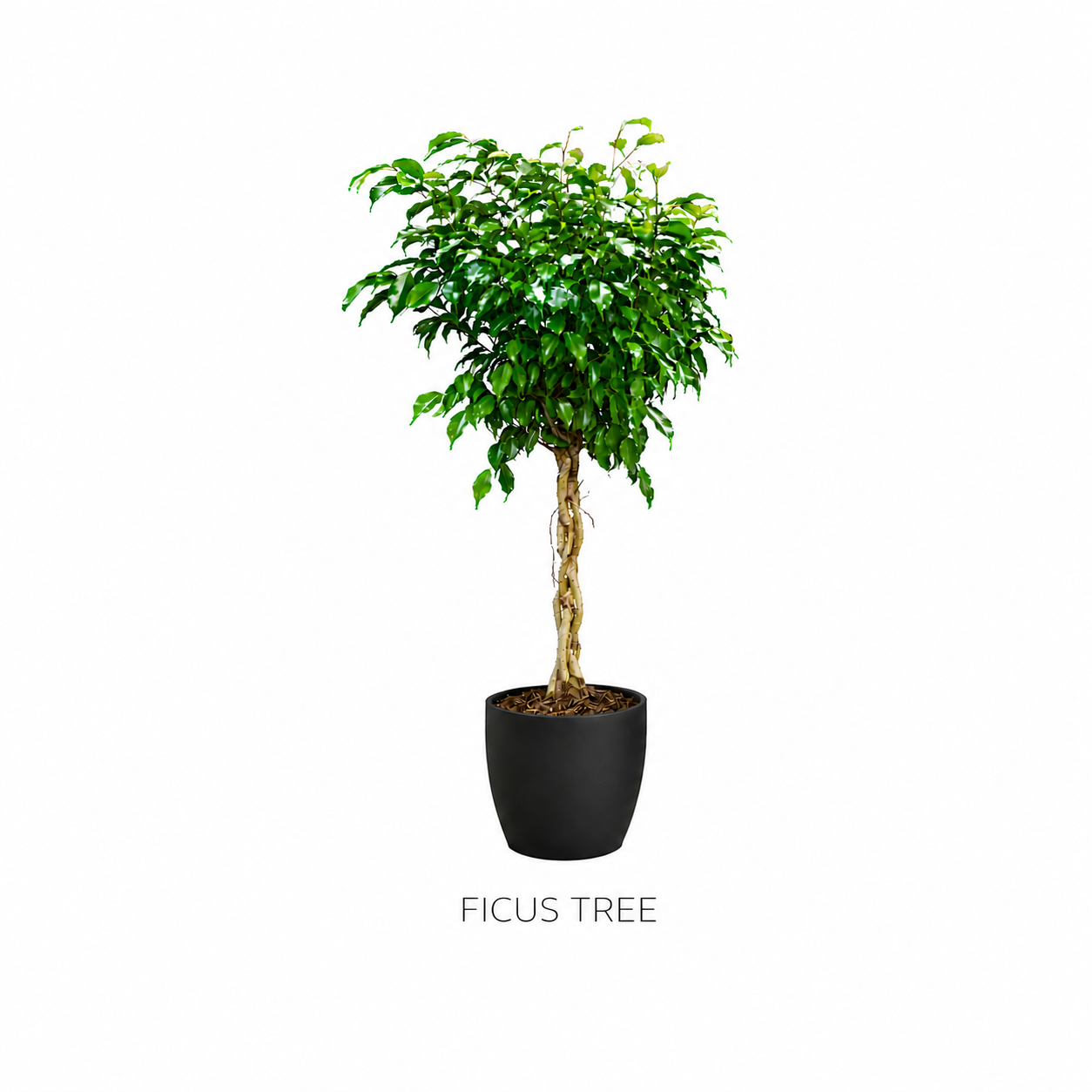 Ficus Tree.png