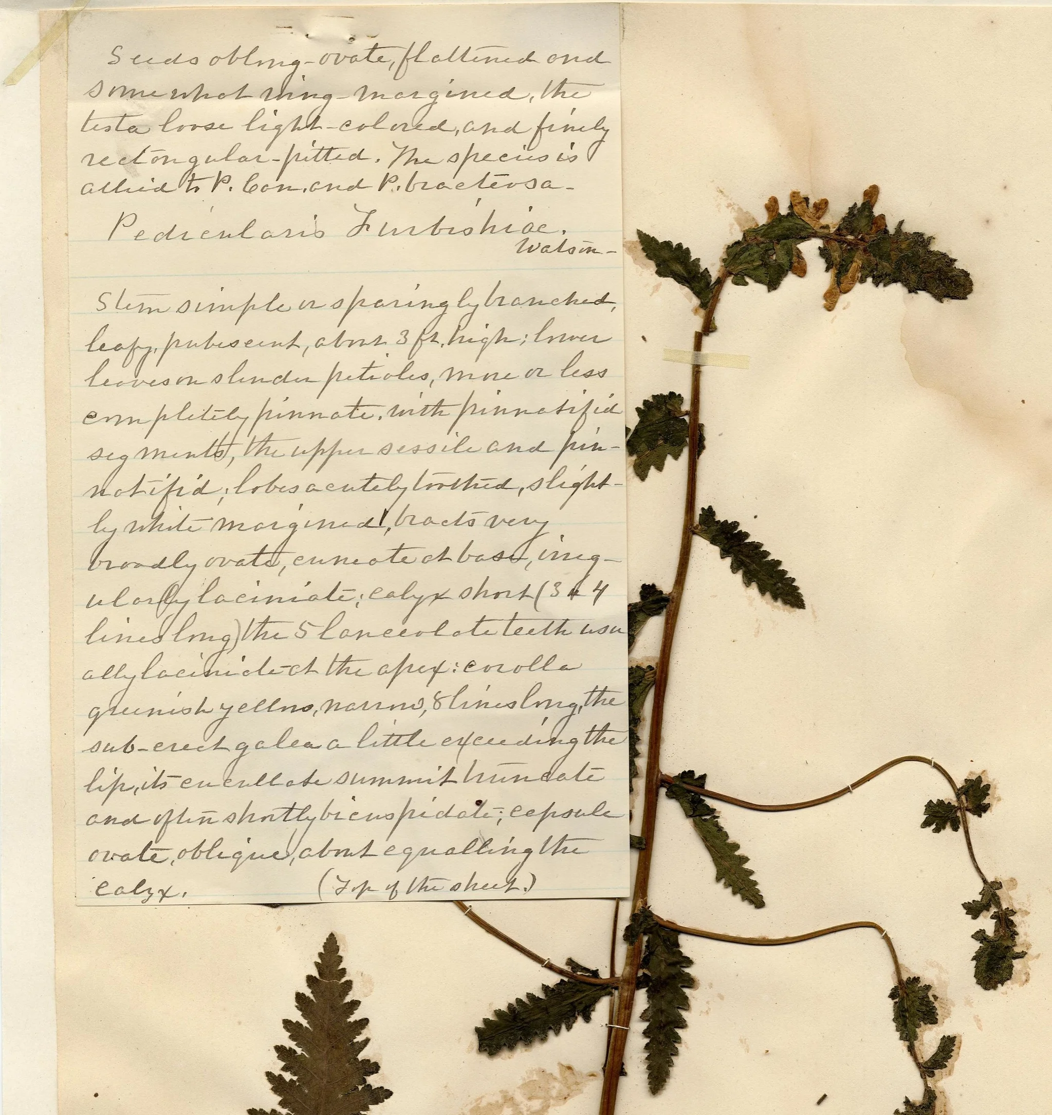 Pedicularis_furbishiae_Pressing.jpeg
