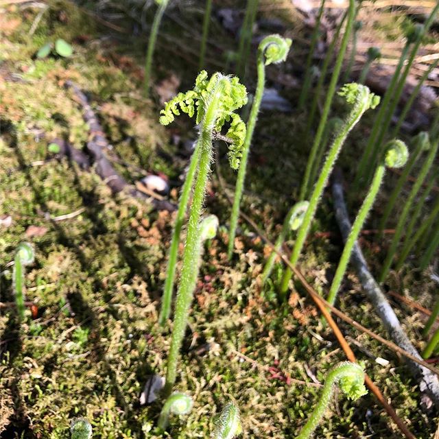 Another bby fern. 
#fern #plant #plants #nature #science #botany #biology #spring #wetlands #ecology