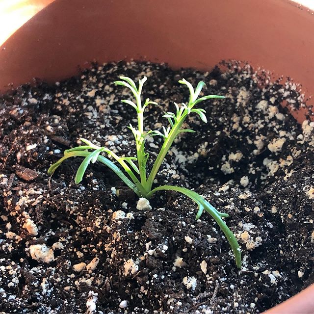 Baby chamomile. 
#garden #gardening #nature #science #herbs #botany #biology #chamomile #seedling #herb