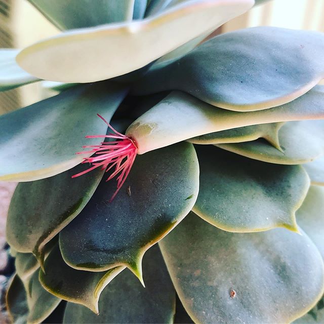 Didn&rsquo;t even notice my succulent had dropped a leaf until the leaf started growing roots! 
#succulent #succulents #plant #plants #biology #botany #nature #science #houseplant #houseplants #gardening.