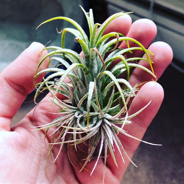 Air plants can reproduce by making clones, known as pups. This plant has two forming!
#tillandsia #airplant #airplants #airplantpups #ionanthaguatemala #houseplant #botany #biology #nature #science #houseplants