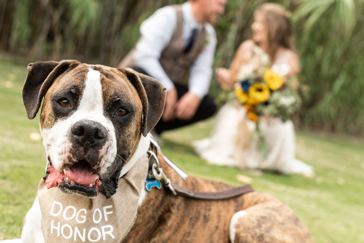 Bride-Groom-Dog of honor-wedding-ceremony-denver-tucson-wedding1.jpg