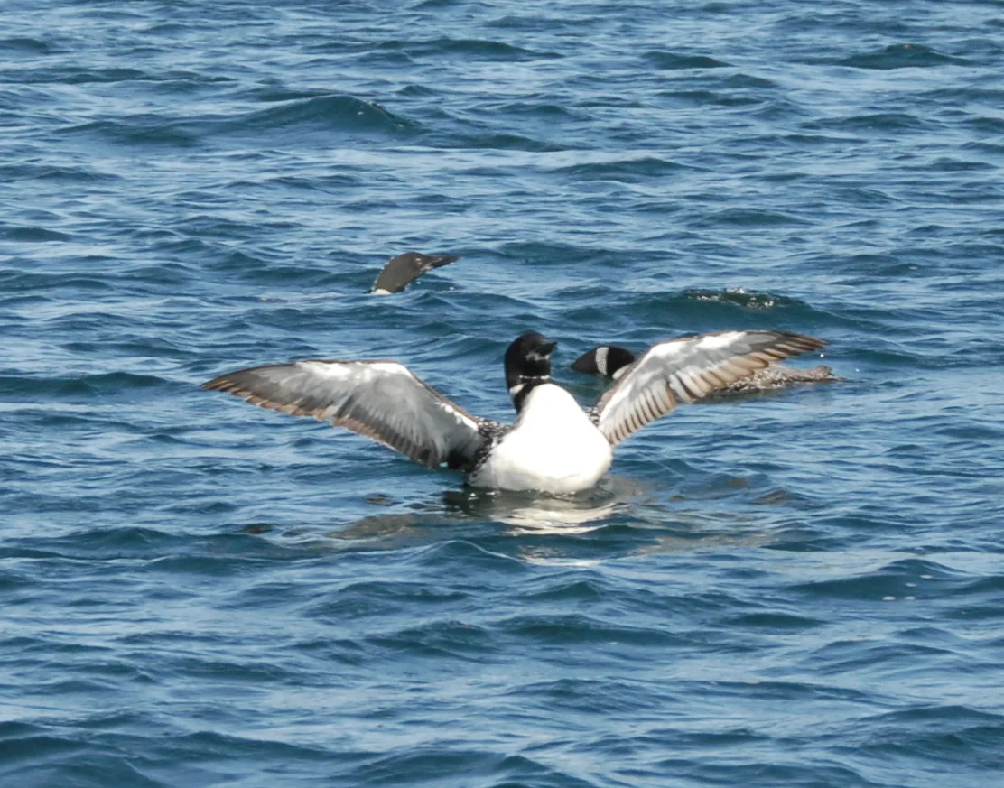 DSC_0096.JPG