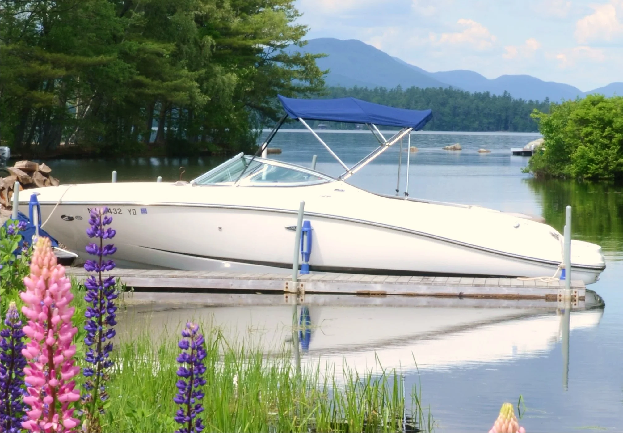 lupine 2013-2 190.jpg