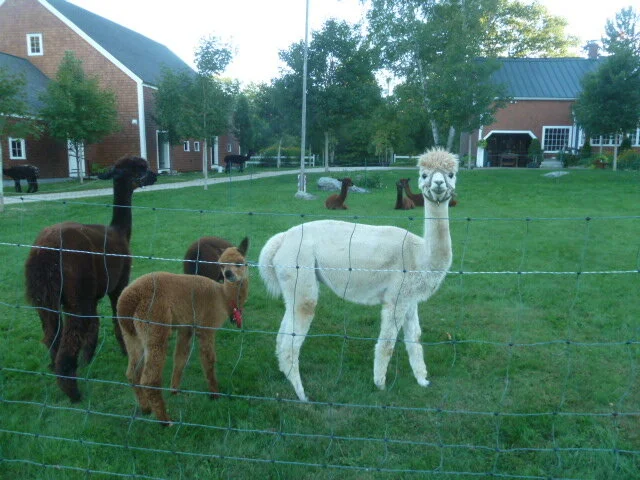 17b herd on lawn - Copy.JPG