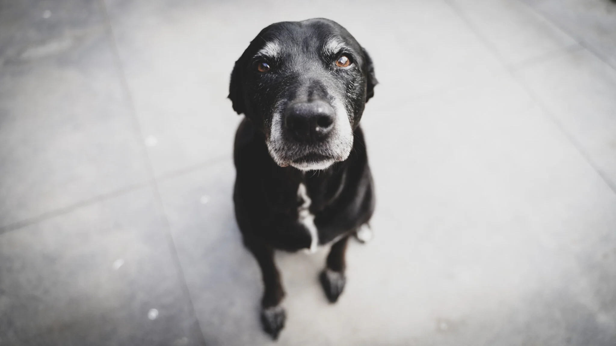 A Conversation About A Dog And Heaven