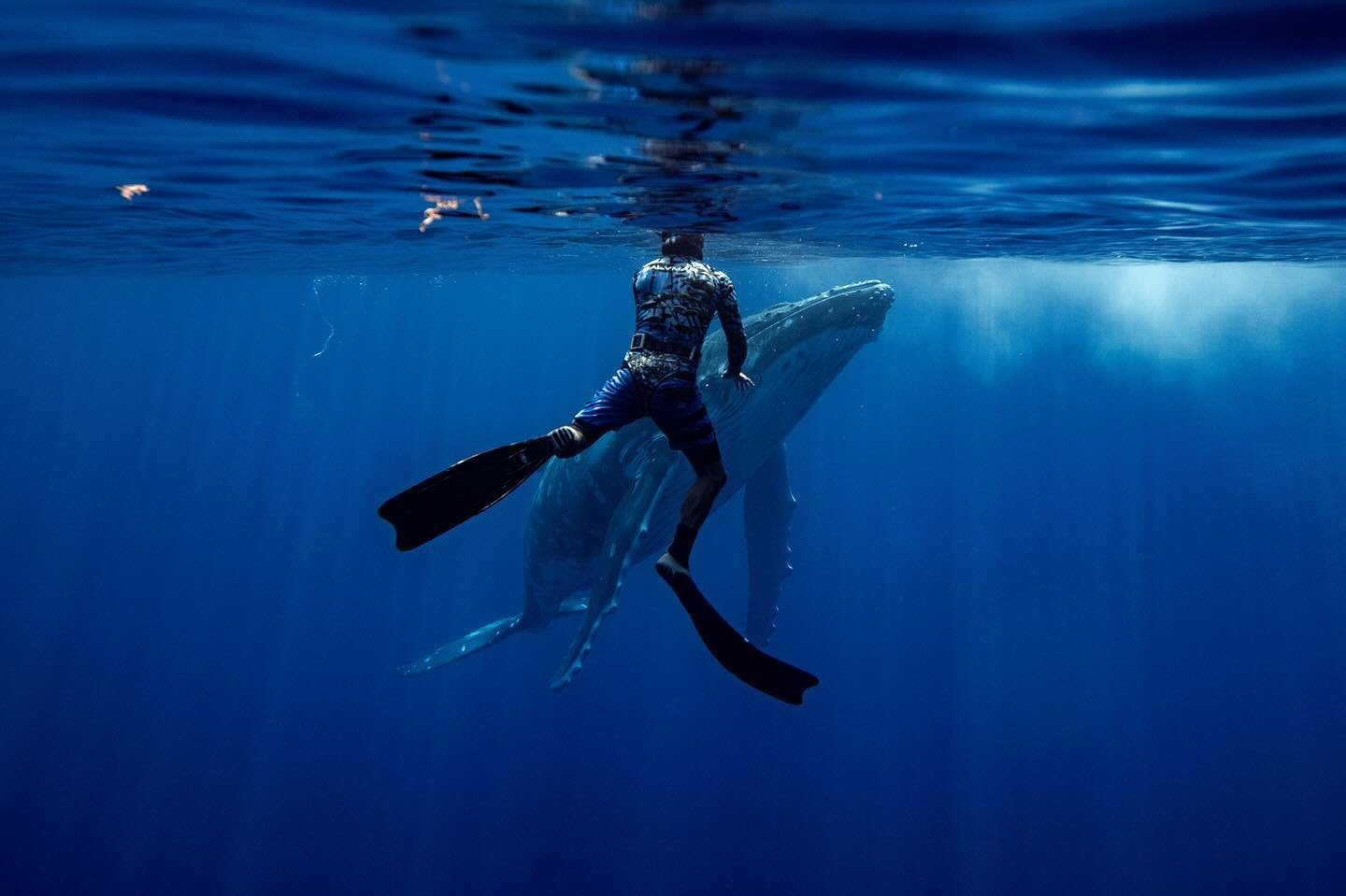 This could be you. Come to Moorea with me to swim with whales. Just have a few more spots available. 

The trip includes accommodation, food, 5 days swimming with whales on a private boat, photos taken by me, photography guidance, and a trip of the l