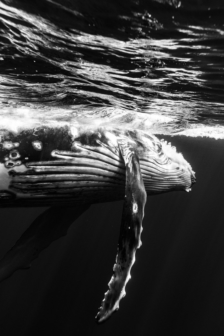 C225D544-F268-402F-B7DD-24AE285A0931_1_105_c.jpeg