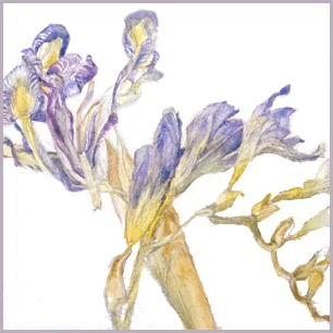 image: Watercolor painting of dried iris and freesia by Jess Jakus
