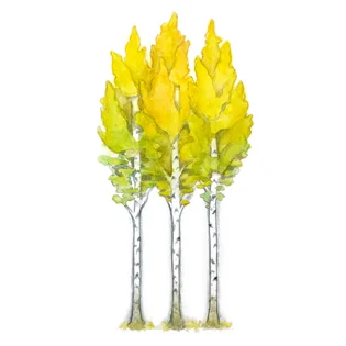 image: watercolor painting of three aspen trees in fall foliage