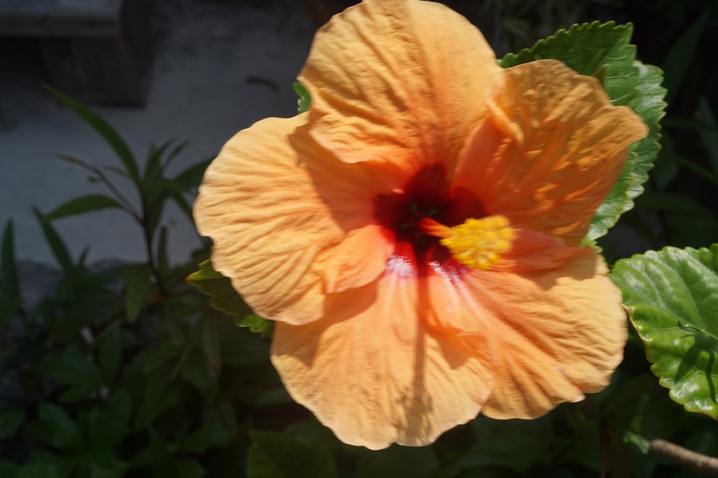 DSC05935.JPG