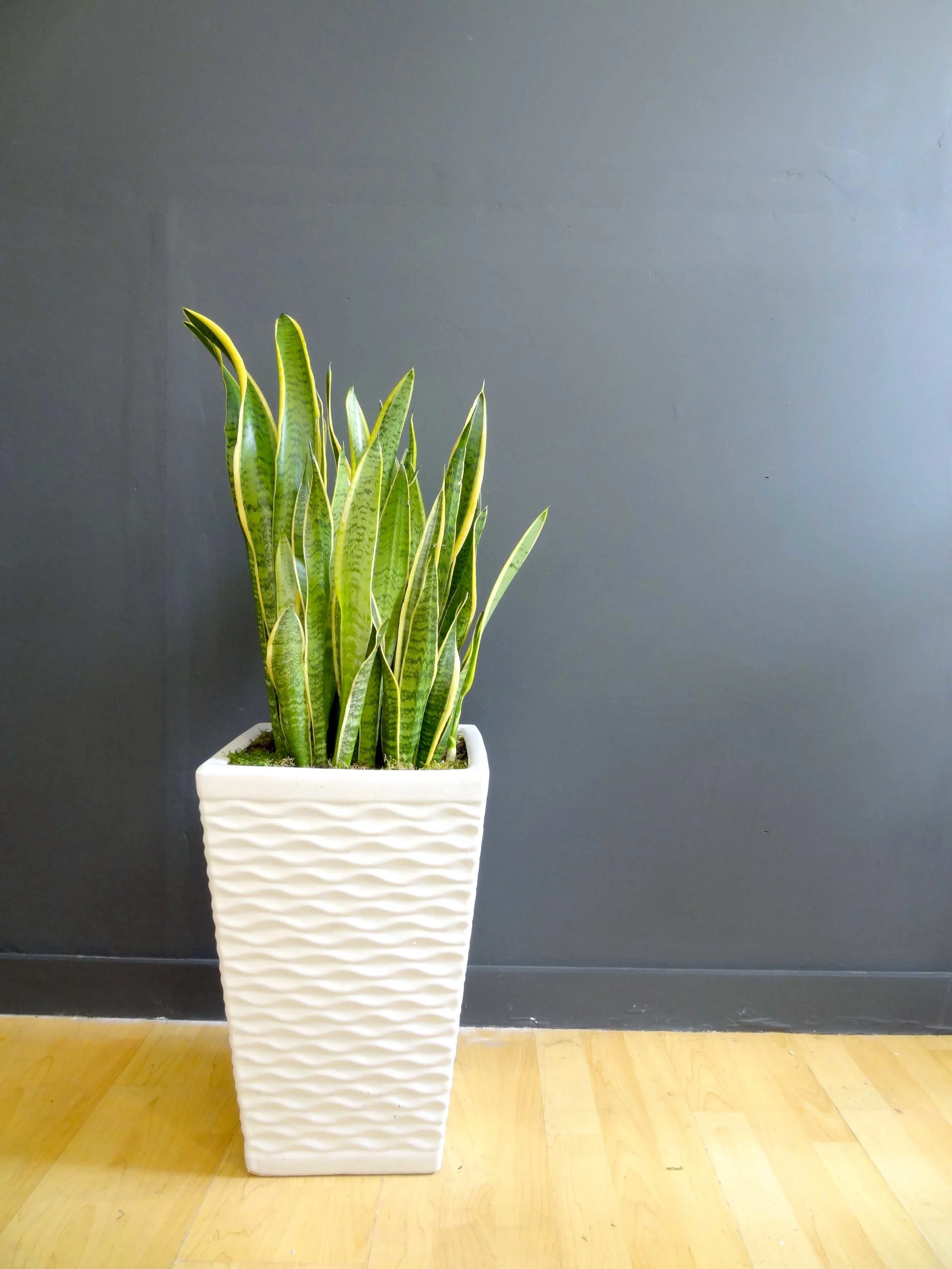 Medium Snake Plant