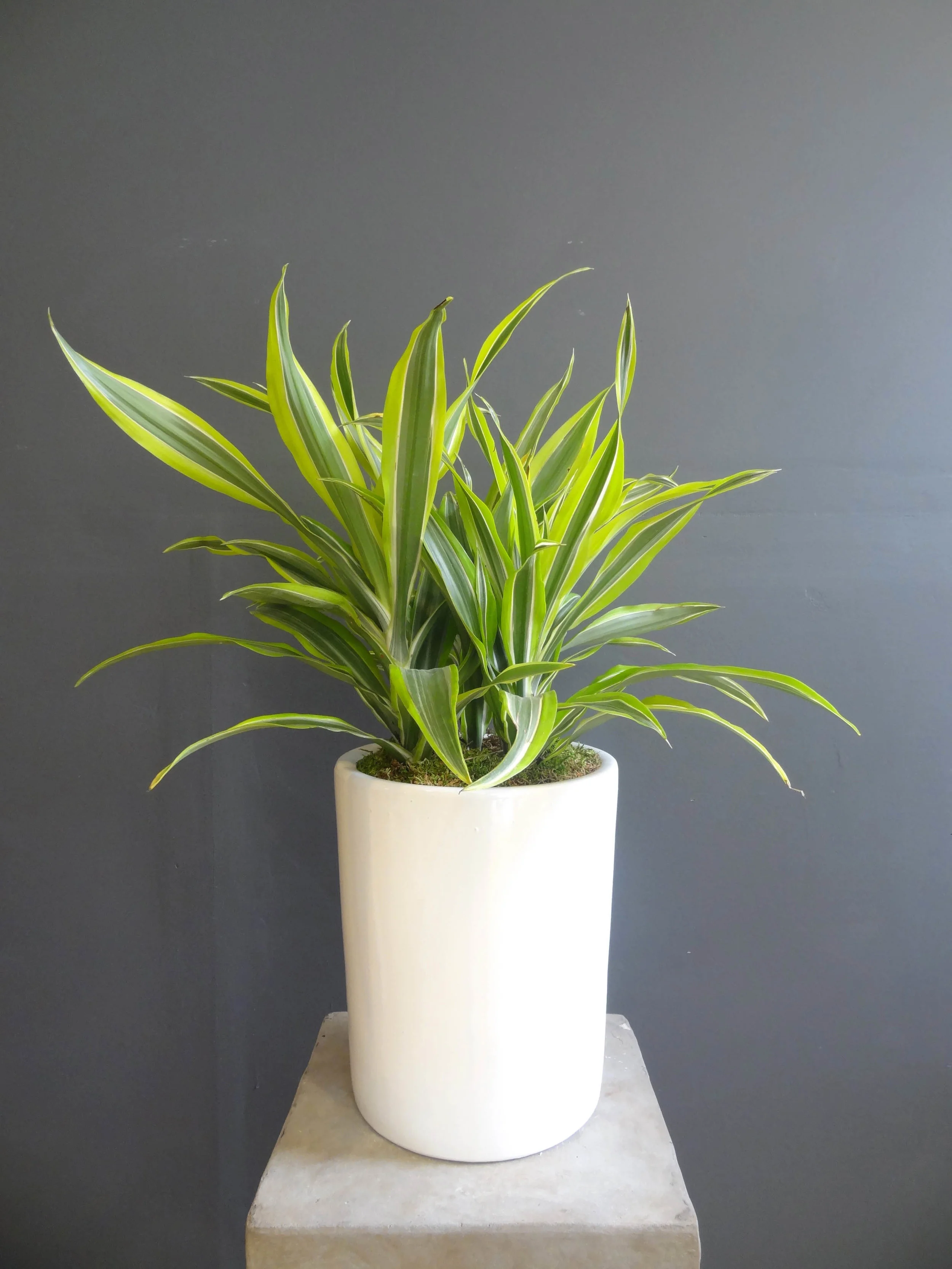 Spider Plant