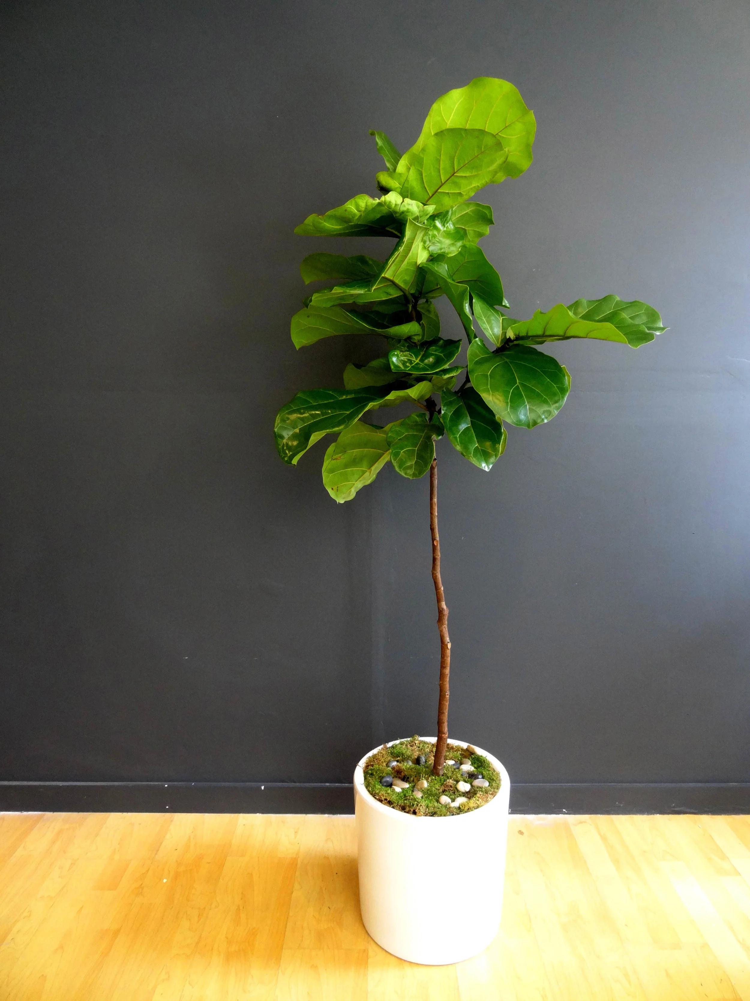 Large Fiddle Fig Leaf Tree