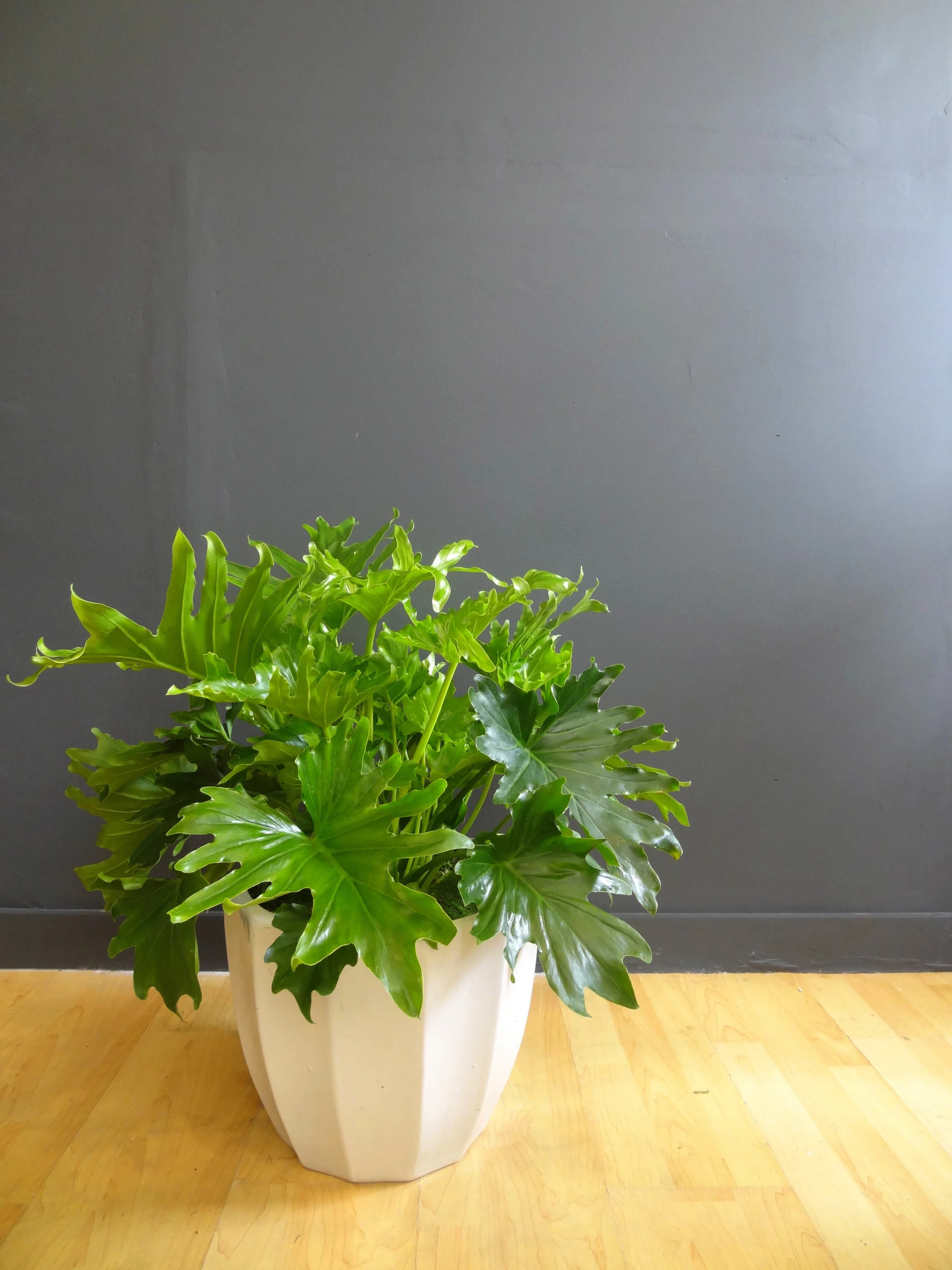 Philodendron Plant