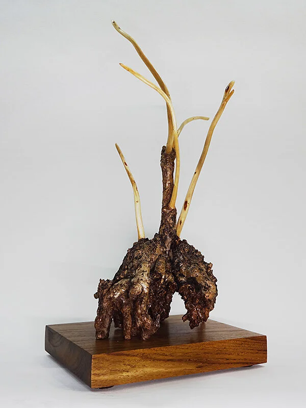 #11193A_GinkoBonsai.jpg