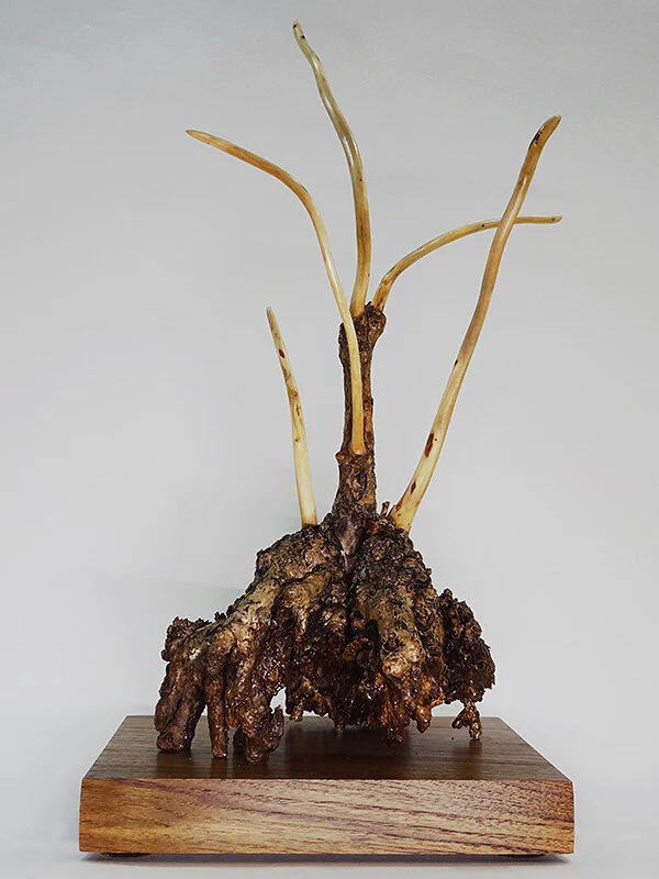 #11193B_GinkoBonsai.jpg