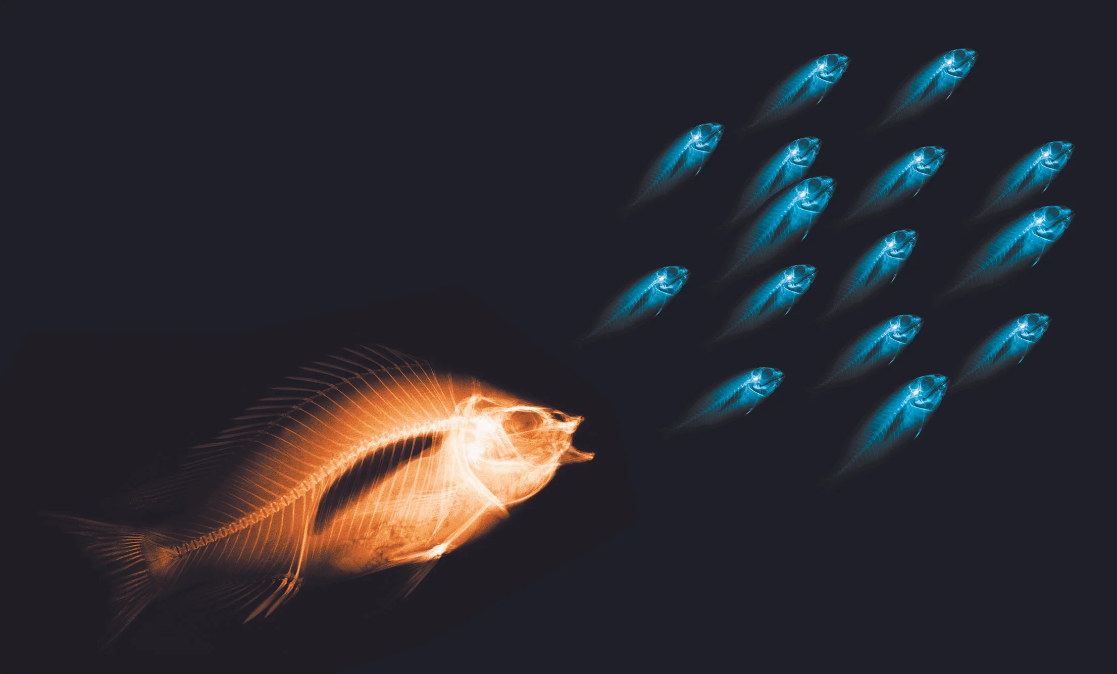 Fish Skeleton.jpg