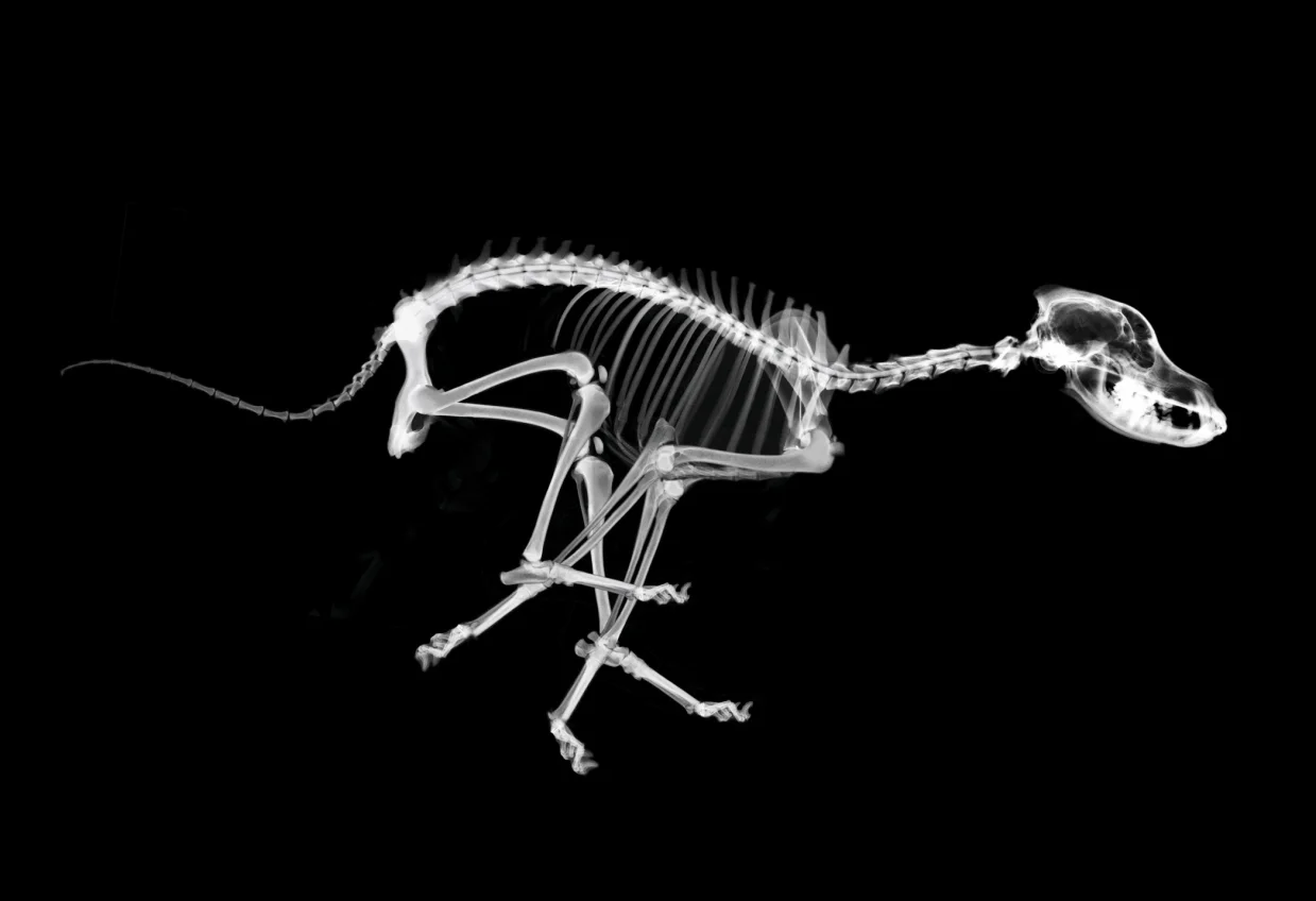 Running Dog Skeleton.jpg