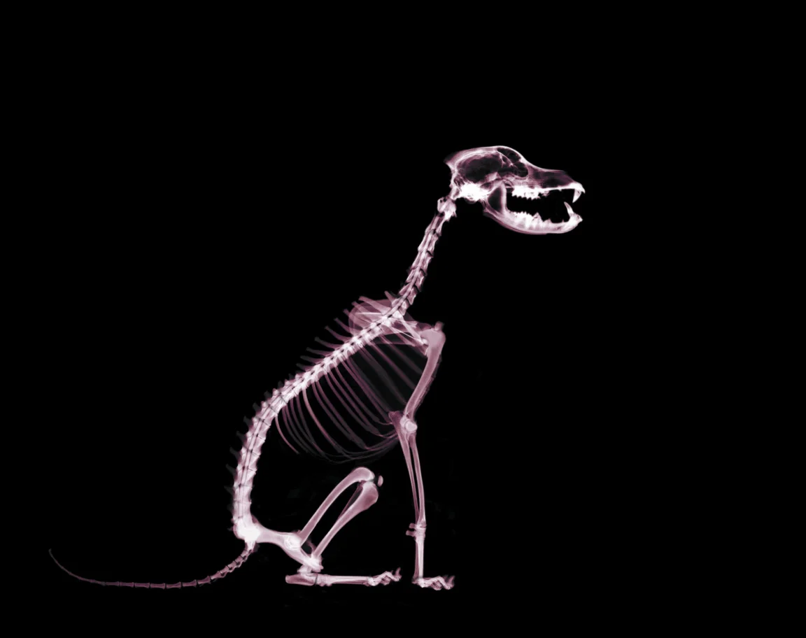 Sitting Dog Skeleton.jpg