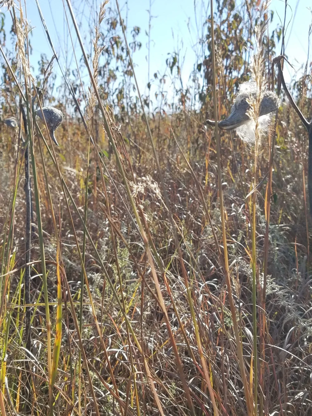 prairie_grass.jpg