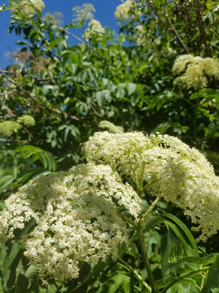 Herbal Allies For Trauma Recovery - 12/10/17