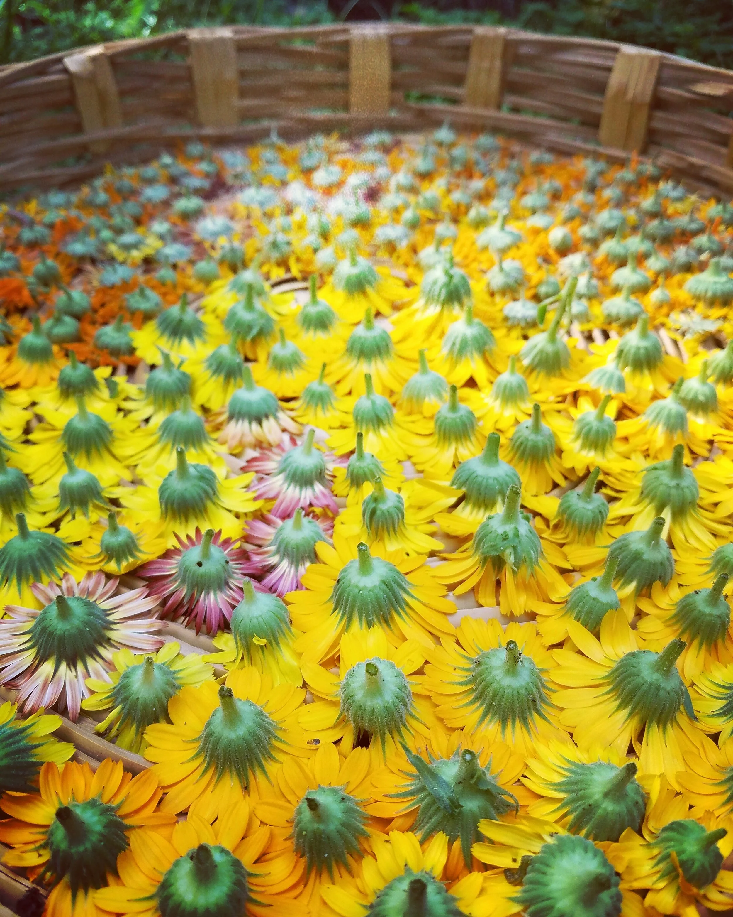 Herbal Support for Anxiety - 2/9/20