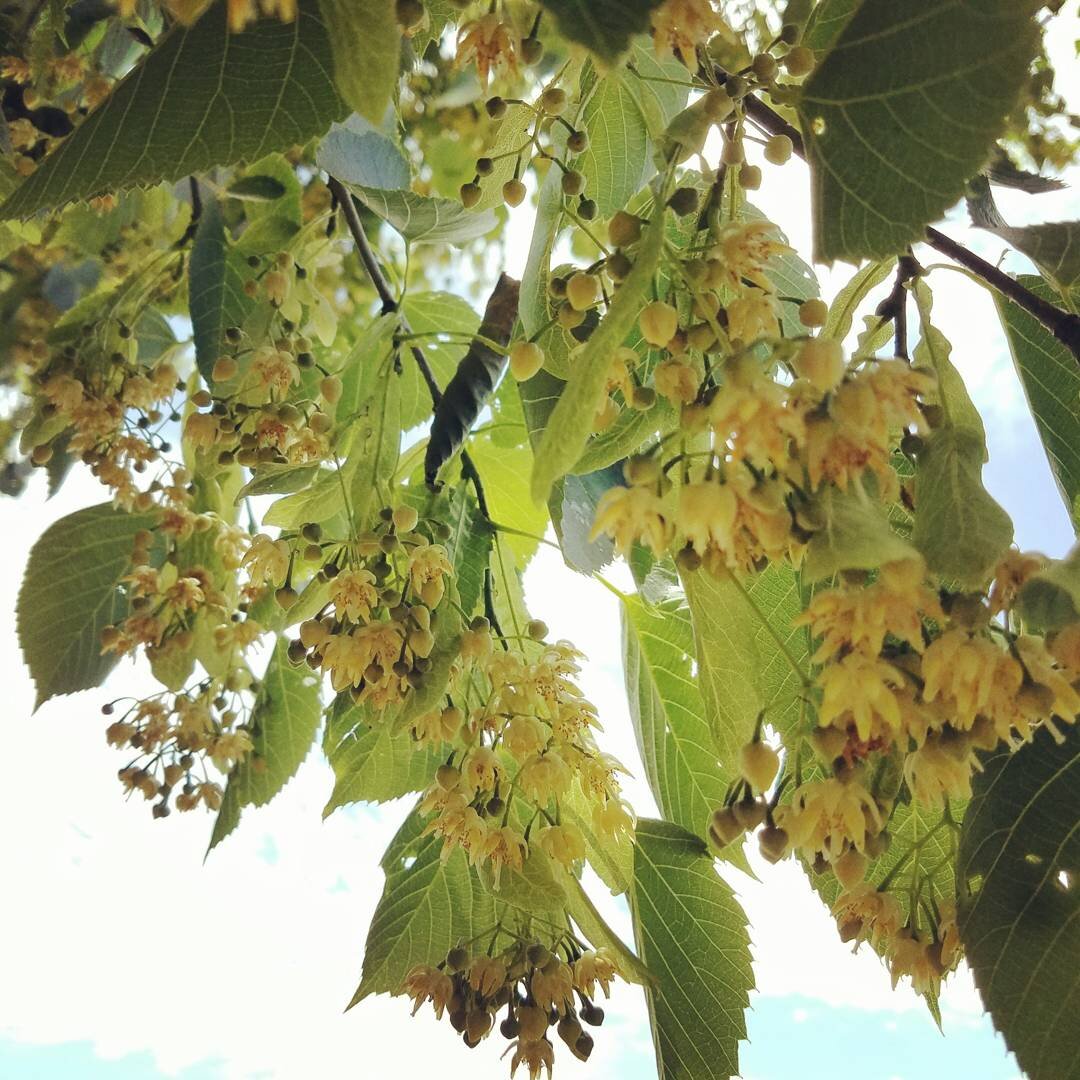 Herbal Support for Depression - 2/23/20