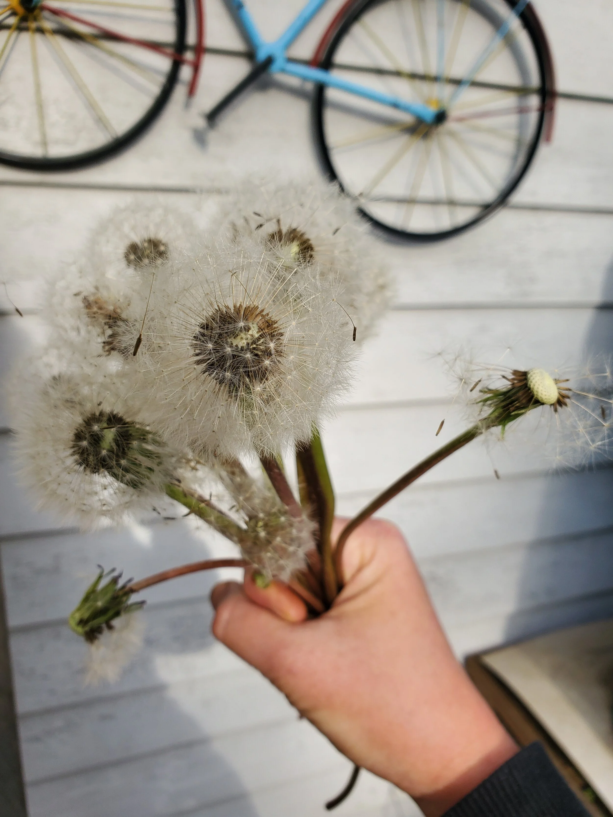 Herbal Support for Trauma Recovery - 3/15/20