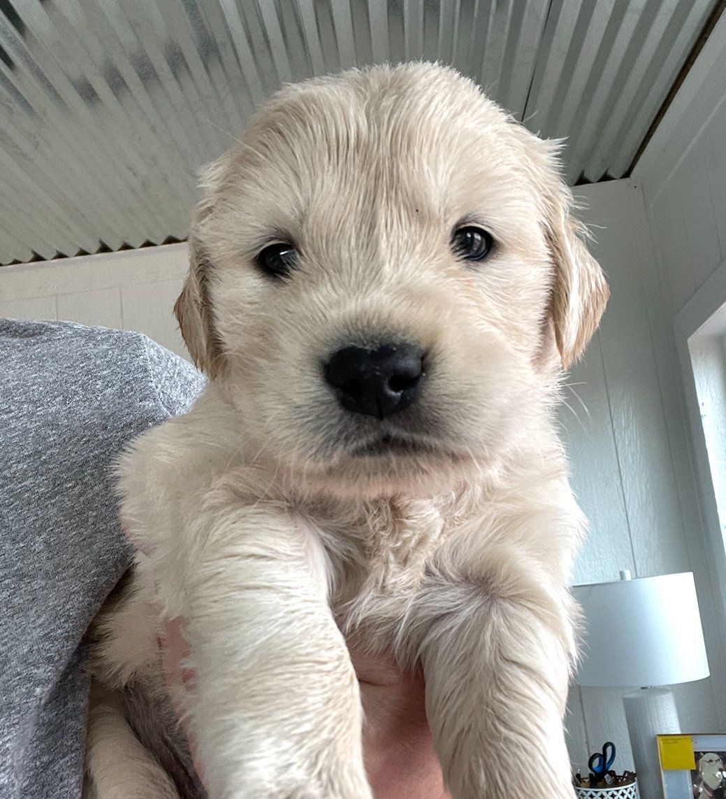 8 WEEK PUPPY BALANCE