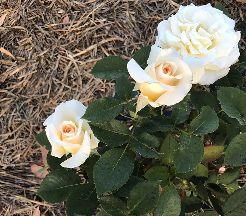 Ivory copper-creamy-mustard blooms with subtle perfume {Hybrid Tea}.