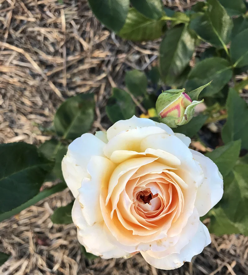 Buttery caramel blooms with an abundance of petals {Hybrid Tea}.
