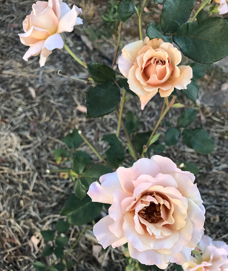 Hues of cafe-copper-fawn-champagne with subtle perfume {Floribunda}.