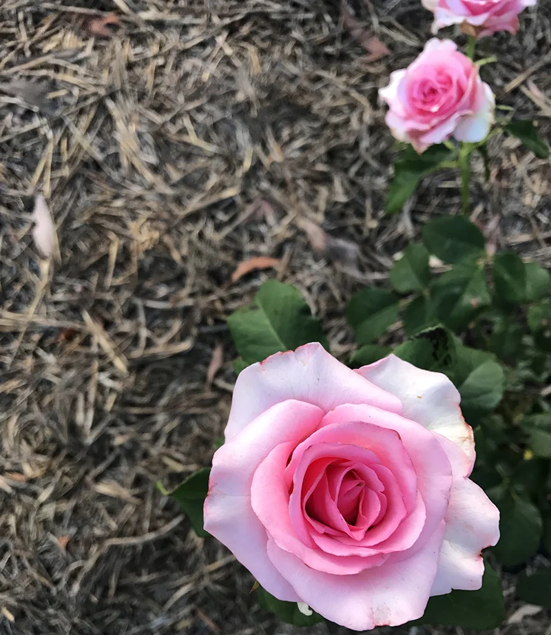Gentle candy pink with award-winning sweetly intense fresh perfume {Hybrid Tea}.