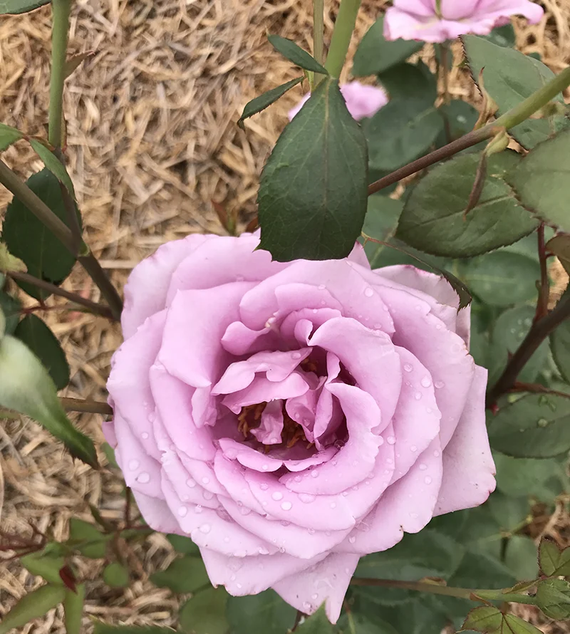 Large lavender-blue blooms {Hybrid Tea}.