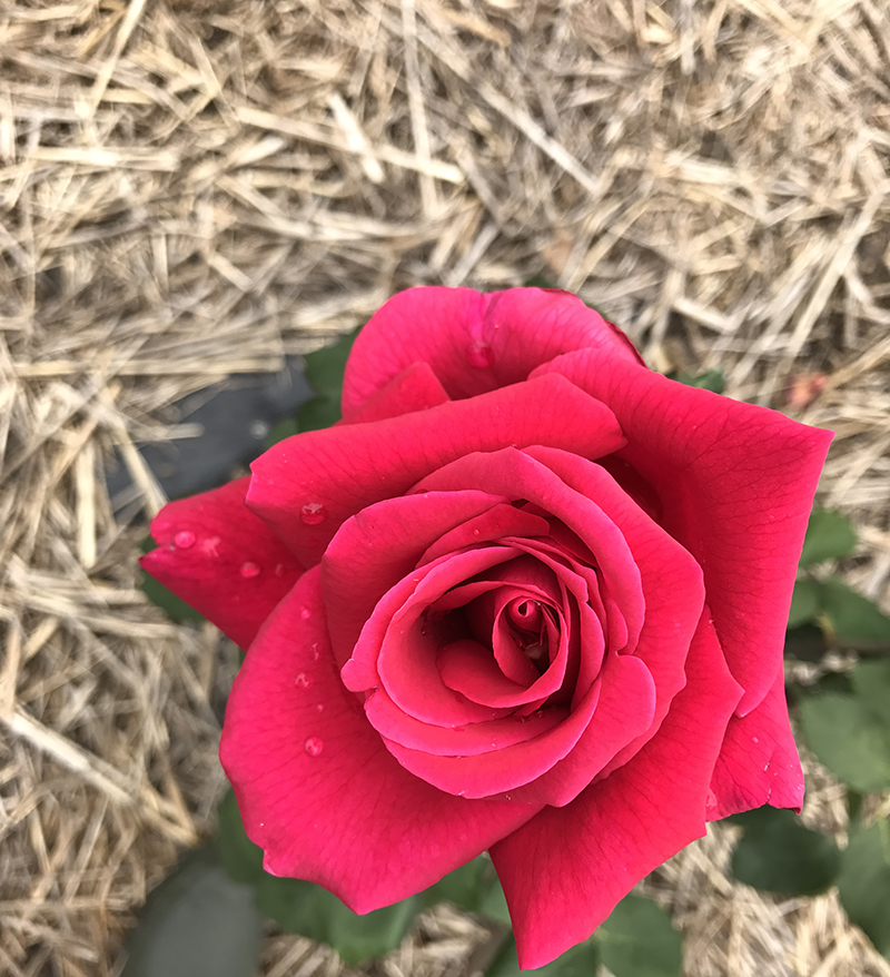 Velvet Red. If love, kisses + heartbeats shared a colour it would be this {Hybrid Tea}.