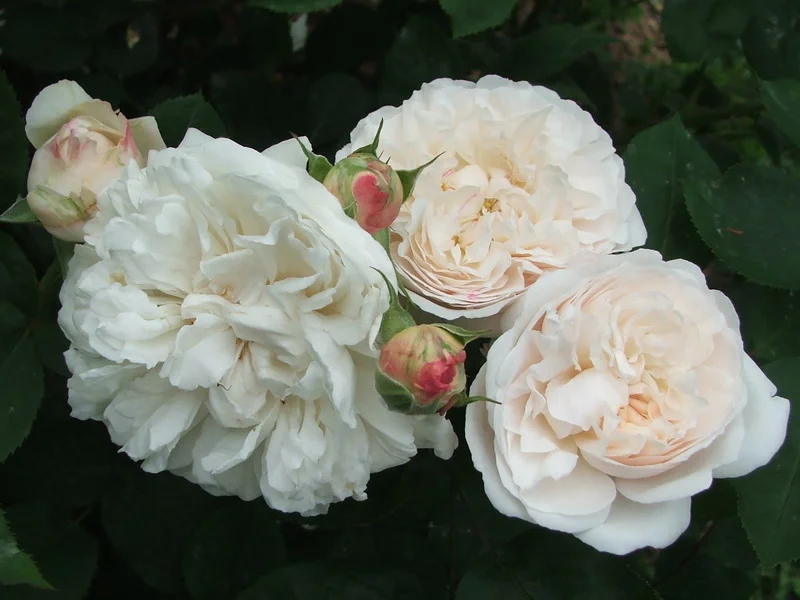 Double White with a dusty pink centre and luscious honey + almond perfume {David Austen}.
